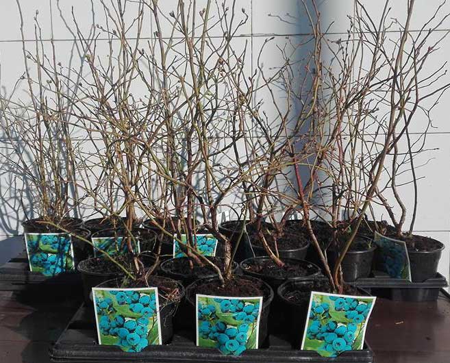 plantas de arándanos en macetas