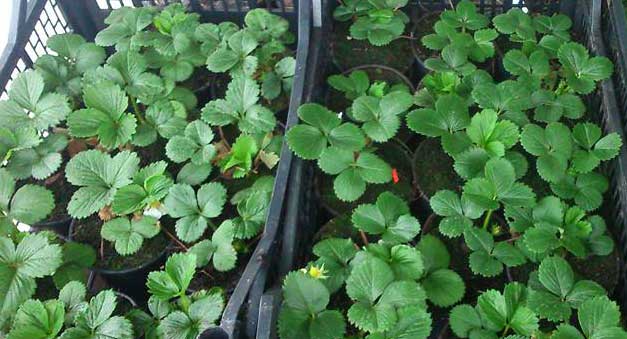 plantas de fresas y fresones en macetas