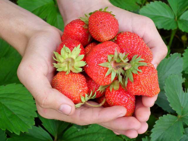 plantas de fresas caseras