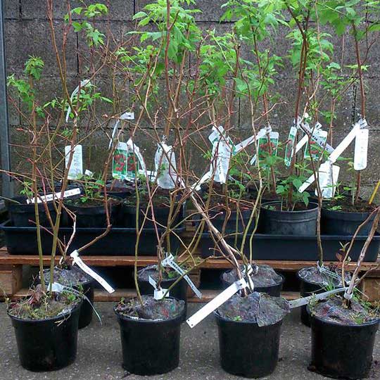 vivero de plantas de arándanos en Cantabria