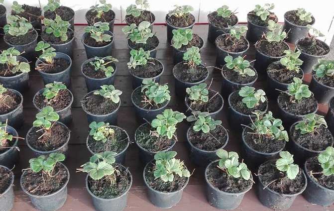 vivero de plantas de fresas en Cantabria
