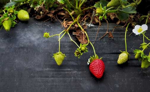 plantones de fresones en la huerta