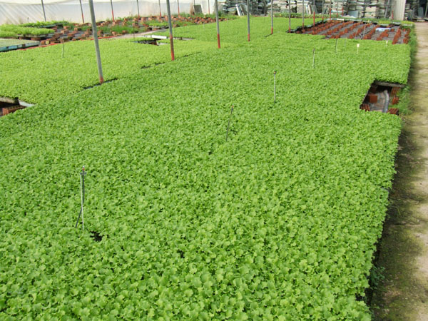 invernadero de plantas