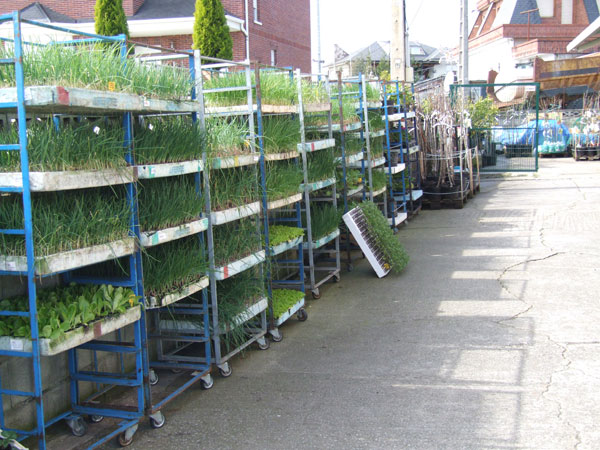 plantas de tomate